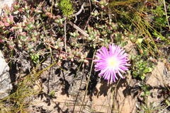 Lampranthus falciformis