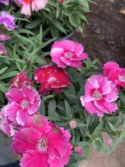 Dianthus