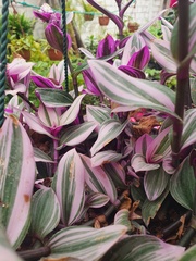 Tradescantia