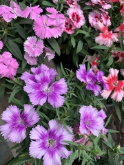 Dianthus