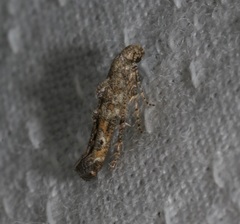 Epermenia