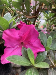 Rhododendron