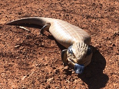 Tiliqua multifasciata