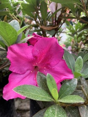 Rhododendron