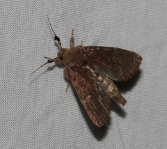 Elusa antennata