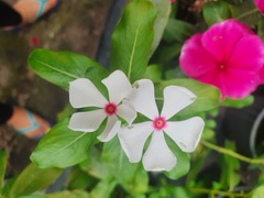 Catharanthus roseus