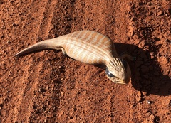 Tiliqua multifasciata
