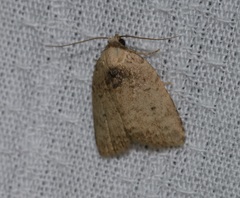 Anachrostis