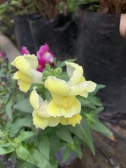 Antirrhinum