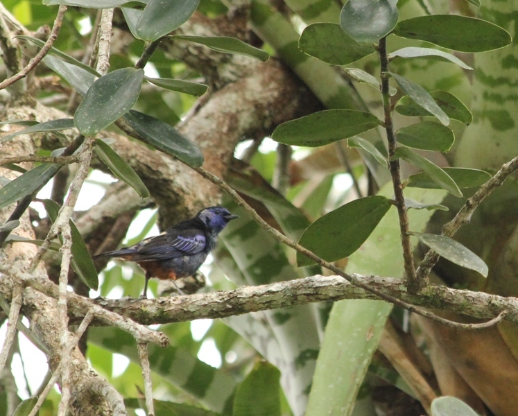 Opal-rumped Tanager illustration
