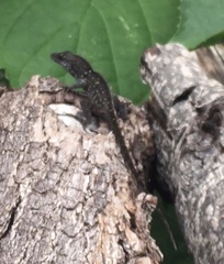 Anolis sagrei