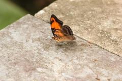 Adelpha mesentina