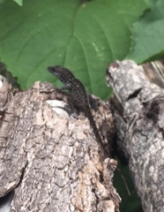 Anolis sagrei