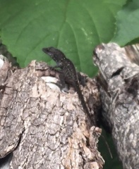 Anolis sagrei