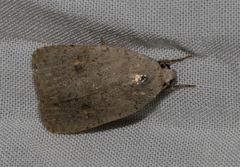 Athetis bremusa
