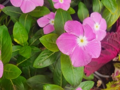 Catharanthus roseus