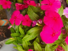 Catharanthus roseus