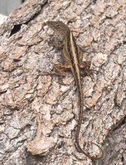 Anolis sagrei