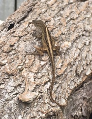 Anolis sagrei