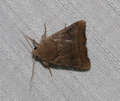 Athetis stellulata