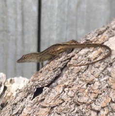 Anolis sagrei