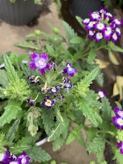 Lantana camara