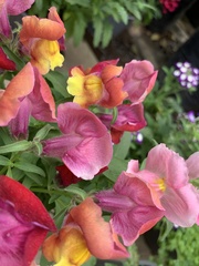 Antirrhinum