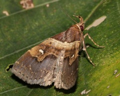 Bertula retracta