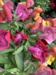 Antirrhinum