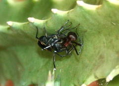 Mexcala quadrimaculata
