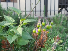 Solanum dulcamara