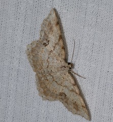 Calletaera subexpressa