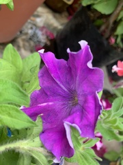 Petunia