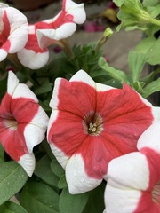 Petunia