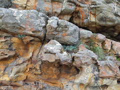 Curio crassulifolius