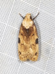 Elaeonoma deltacostamela