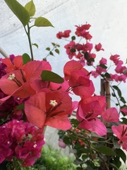 Bougainvillea