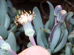 Curio crassulifolius
