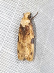 Elaeonoma deltacostamela
