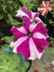 Petunia