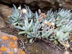 Curio crassulifolius