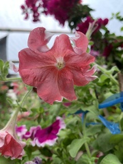 Petunia