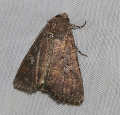 Condica illecta