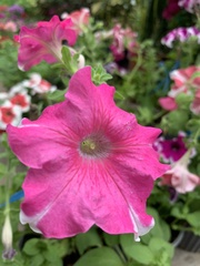 Petunia