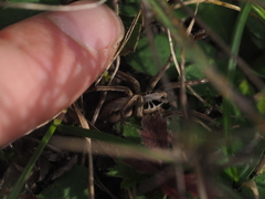 Alopecosa striatipes