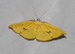 Corymica spatiosa