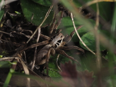 Alopecosa striatipes