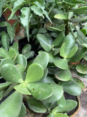 Crassulaceae
