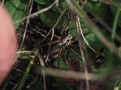 Alopecosa striatipes