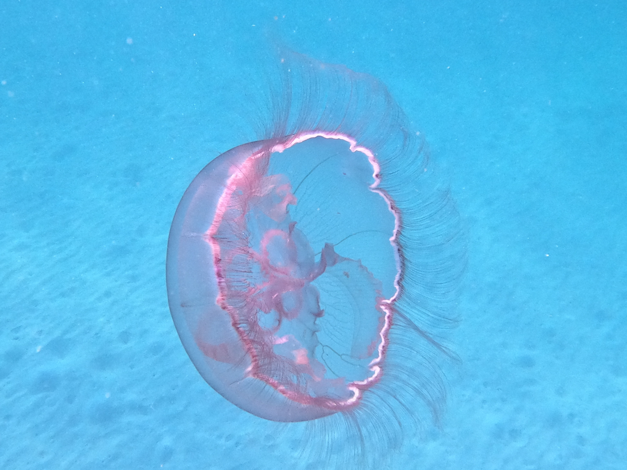 Southern Moon Jelly (Aurelia marginalis) · iNaturalist